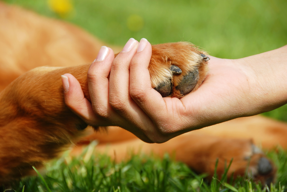 woman holding sweet furry dog paw 