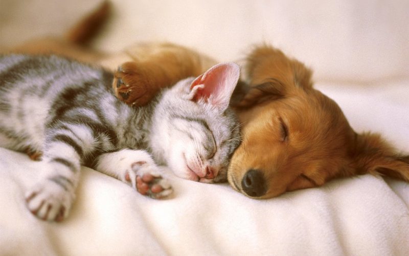 Pets sleeping comfortably in their own bed darling cat and puppy