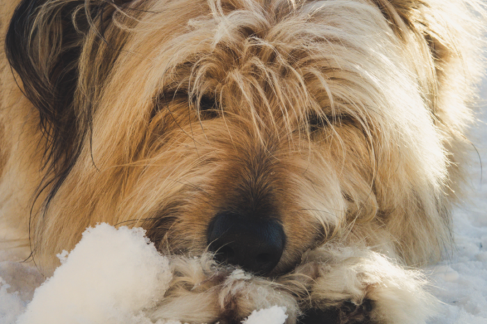 Shaggy dog sleeping comfortably in bed