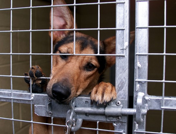 Sweet doggy in a kennel looking sad and alone