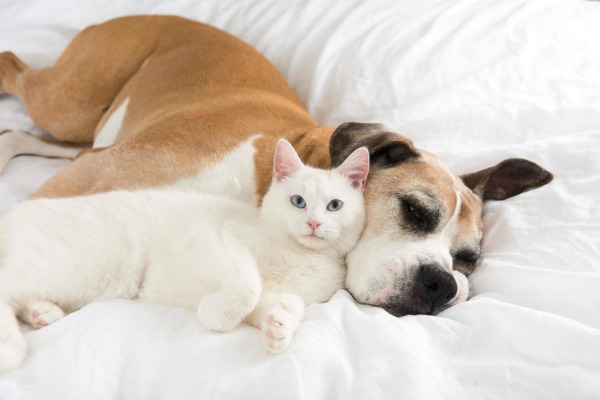 Pets Sleeping in their own bed